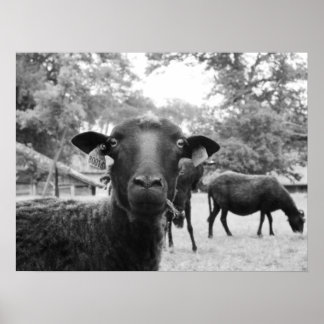Svart får poster