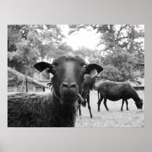 Svart får poster (Framsidan)