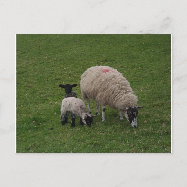 Svart får vykort (Framsida)