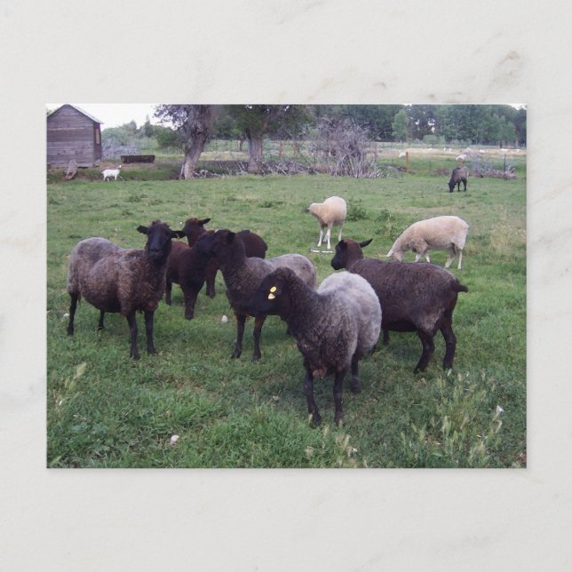 Svart får vykort (Framsida)