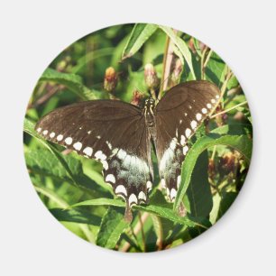 Svart fjärilsmusfluga, naturfotografi magnet