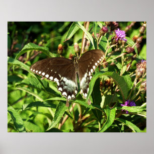 Svart fjärilsmusfluga, naturfotografi poster