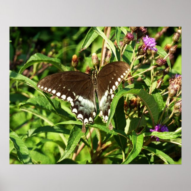Svart fjärilsmusfluga, naturfotografi poster (Framsidan)