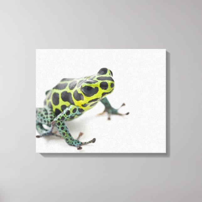 Svart fläckig Grönt Poison Dart Frog (Ranitomeya) Canvastryck (Framsida)