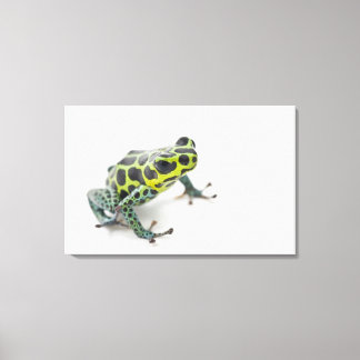 Svart fläckig Grönt Poison Dart Frog (Ranitomeya) Canvastryck