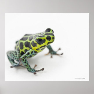 Svart fläckig Grönt Poison Dart Frog (Ranitomeya) Poster