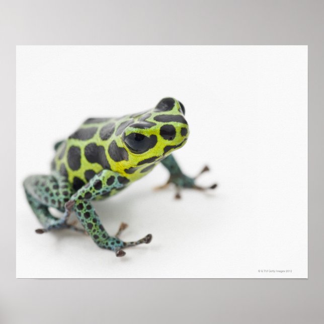 Svart fläckig Grönt Poison Dart Frog (Ranitomeya) Poster (Framsidan)
