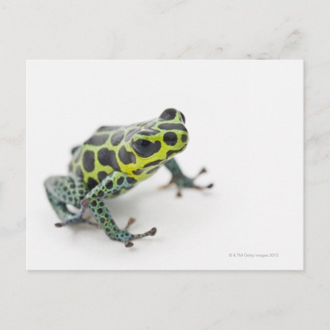 Svart fläckig Grönt Poison Dart Frog (Ranitomeya) Vykort (Framsida)