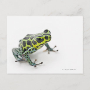 Svart fläckig Grönt Poison Dart Frog (Ranitomeya) Vykort