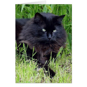 Svart fluffy Long hair kattdjur regal stolt Hälsningskort
