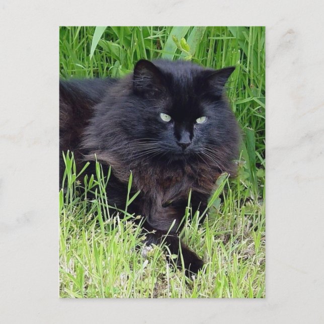 Svart fluffy Long hair kattdjur regal stolt Vykort (Framsida)