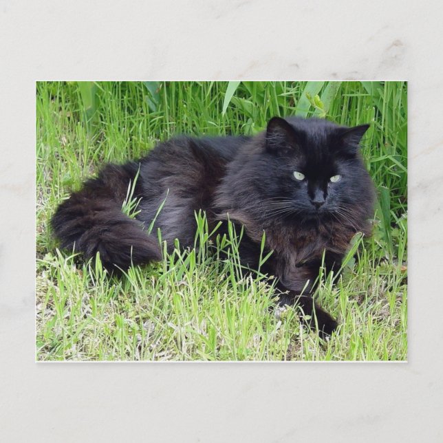 Svart fluffy Long hair kattdjur regal stolt Vykort (Framsida)