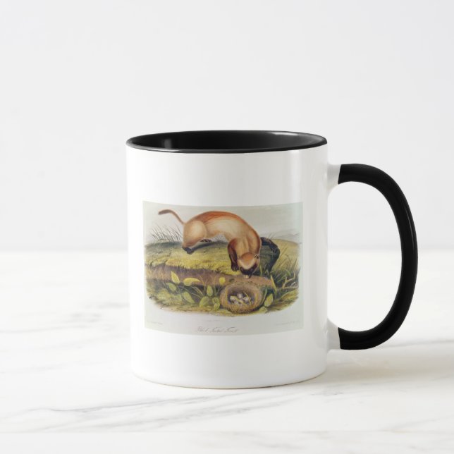 Svart-footed vessla mugg (Höger)