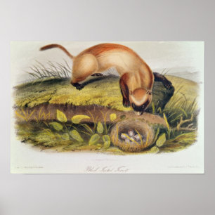 Svart-footed vessla poster