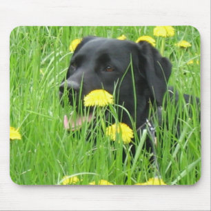 SVART FÖR HUNDLABRADOR RETRIEVER MUSMATTA