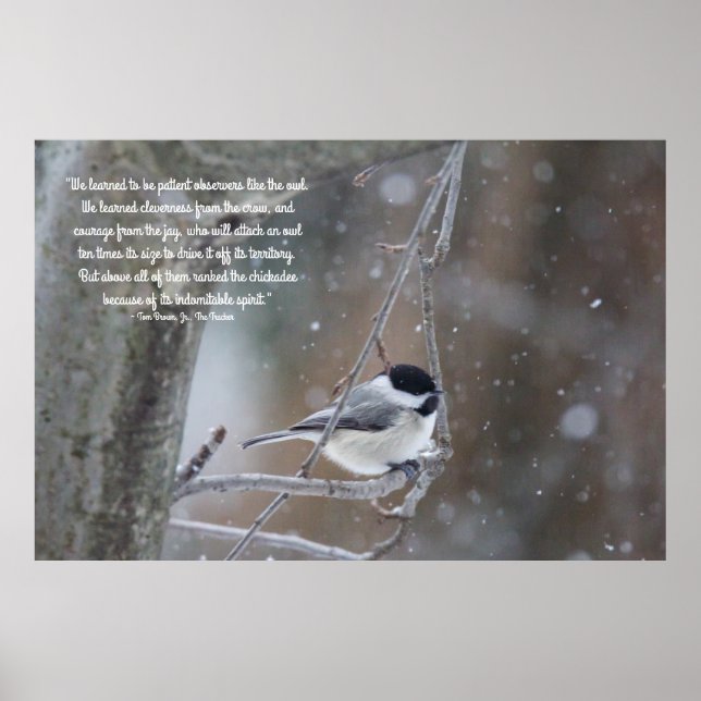 Svart förklädd chickadee i Snö - flyttbar text Poster (Framsidan)