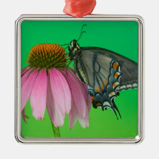 Svart form av östlig tiger swallowtail julgransprydnad metall (Framsidan)