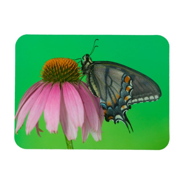 Svart form av östlig tiger swallowtail magnet (Horisontell)