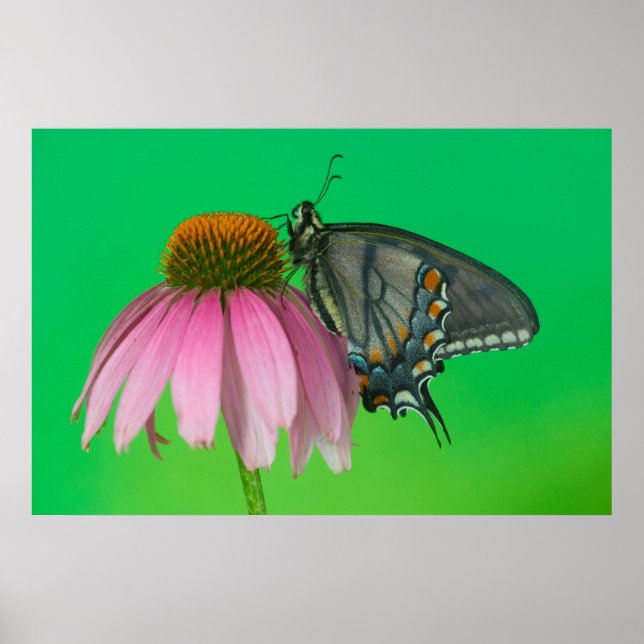 Svart form av östlig tiger swallowtail poster (Framsidan)