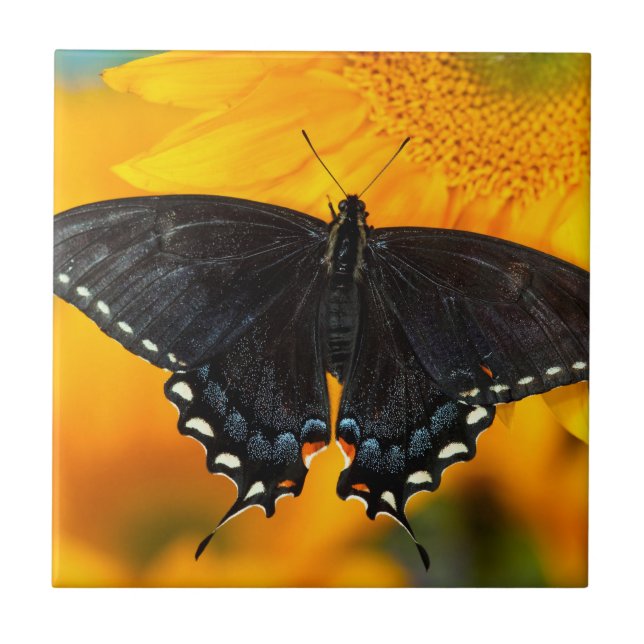 Svart form av Östra Tiger Kakelplatta (Framsidan)