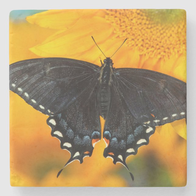 Svart form av Östra Tiger Stenunderlägg (Framsidan)