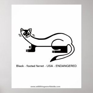 Svart fotad FERRET-poster djur Poster