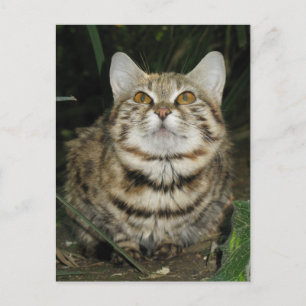 Svart fotad katt vykort