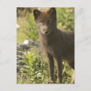 Svart fox-vykort vykort