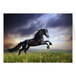 Svart Friesianhäst OBS Kort