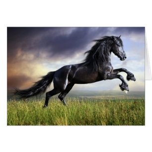Svart Friesianhäst OBS Kort