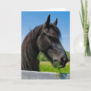 svart Friesianhästfödelsedag Kort