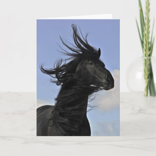 Svart Friesianhästporträtt Kort