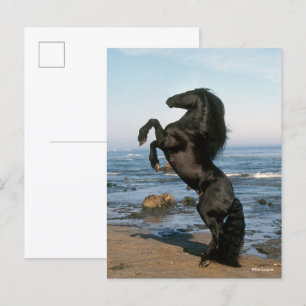 Svart Friesisk Hingst Reser Sig På Strand Vykort