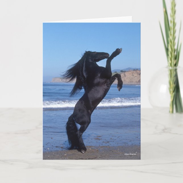 Svart frisisk hingst på stranden kort (Framsida)