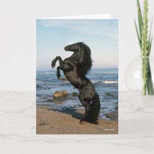 Svart frisisk hingst på stranden kort