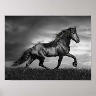Svart frisisk hingst som tränger igenom Fält Poster