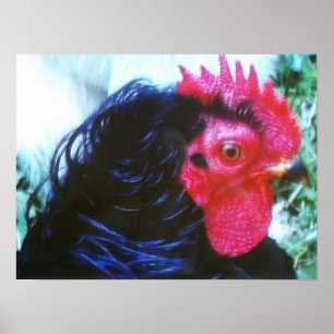 Svart frizzel(Bugsy) Poster