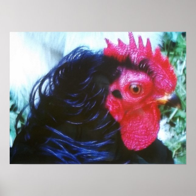 Svart frizzel(Bugsy) Poster (Framsidan)