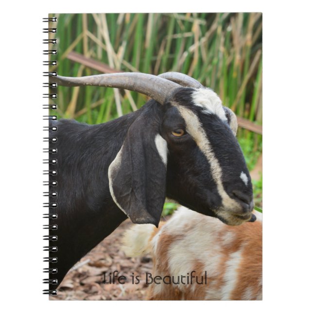 Svart get Kauai (min fotografering) Anteckningsbok (Framsidan)