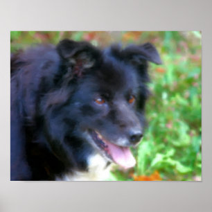 Svart Gräns Collie Hund Art Photo Painting Poster