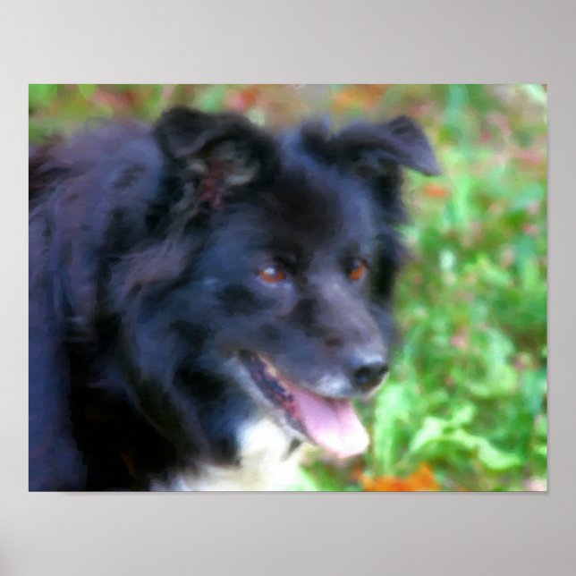 Svart Gräns Collie Hund Art Photo Painting Poster (Framsidan)