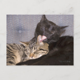 Svart Grått Tabby katt saknas dig Vykort