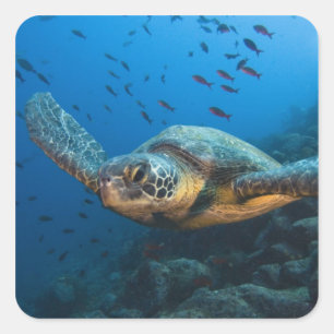 Svart (Grön) Sköldpadda (Chelonia agassizi) Fyrkantigt Klistermärke