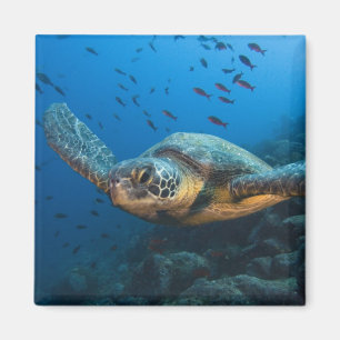 Svart (Grön) Sköldpadda (Chelonia agassizi) Magnet