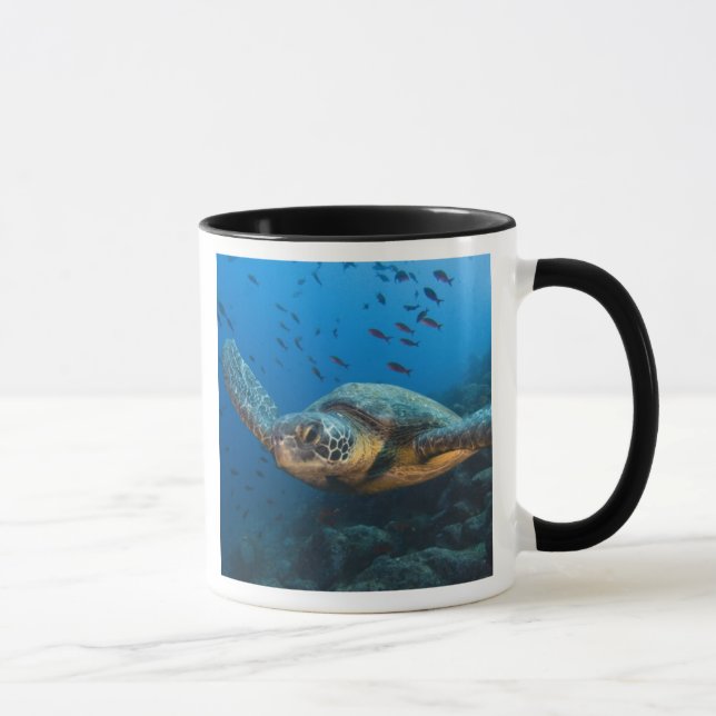 Svart (Grön) Sköldpadda (Chelonia agassizi) Mugg (Höger)