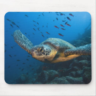 Svart (Grön) Sköldpadda (Chelonia agassizi) Musmatta