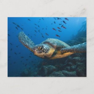 Svart (Grön) Sköldpadda (Chelonia agassizi) Vykort