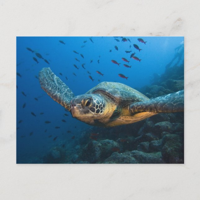 Svart (Grön) Sköldpadda (Chelonia agassizi) Vykort (Framsida)