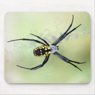 Svart & gul Argiopeträdgårdspindel Mousepad Musmatta