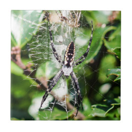 Svart & gula den keramiska Argiopeträdgårdspindeln Kakelplatta